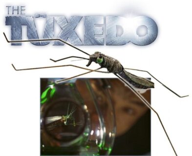 Water Strider Bug